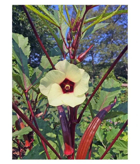 Red Okra Bhindi Hybrid (Ladys Finger) pack of 30 seeds