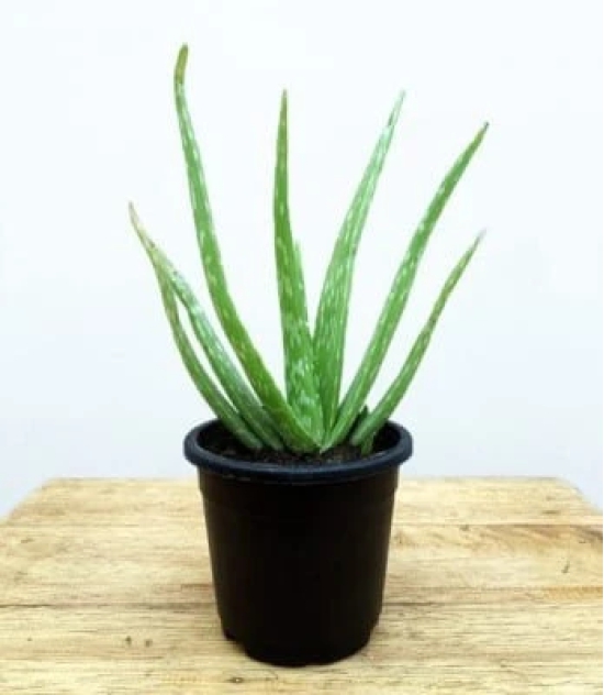 NSC Aloe vera Live Sapling