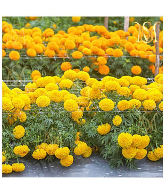 sky star agro & co. - African Marigold Flower ( 50 Seeds )