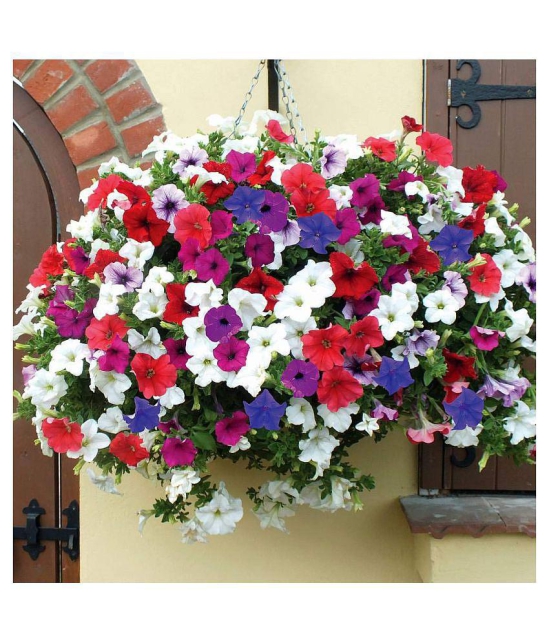 PETUNIA garden mixed flower seeds Perennial For Terrace Balcony Gardening Garden plant flower 100 seeds with cocopeat