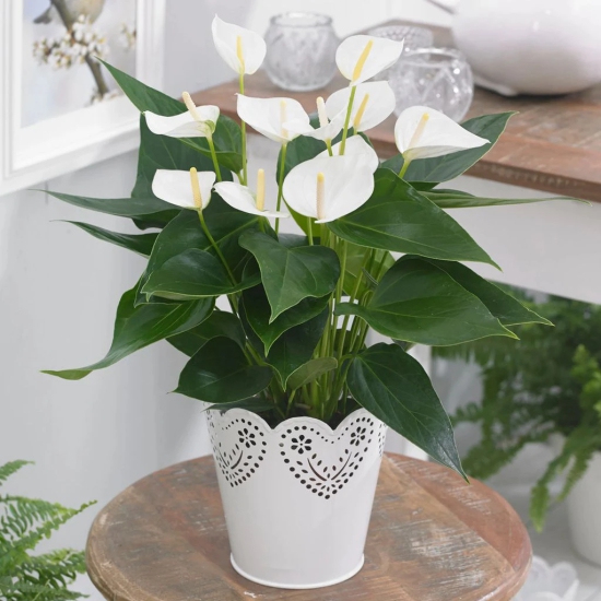 Lovely White  Anthurium Flower Plant