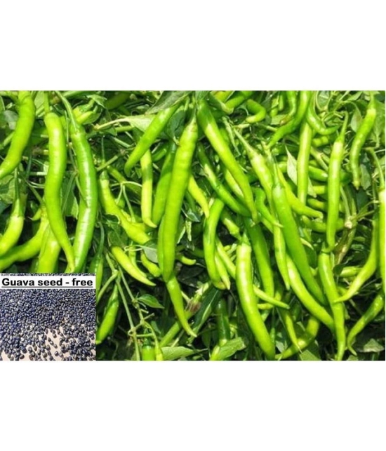 Green Hot Chilli Seed 100 Seed Pack + Instruction Manual + free seeds