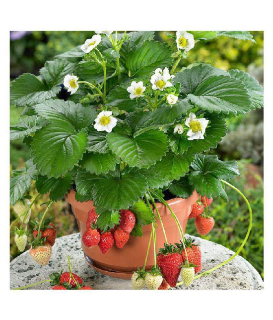 Matrix Hybrid Strawberry Seeds for Garden/Pot