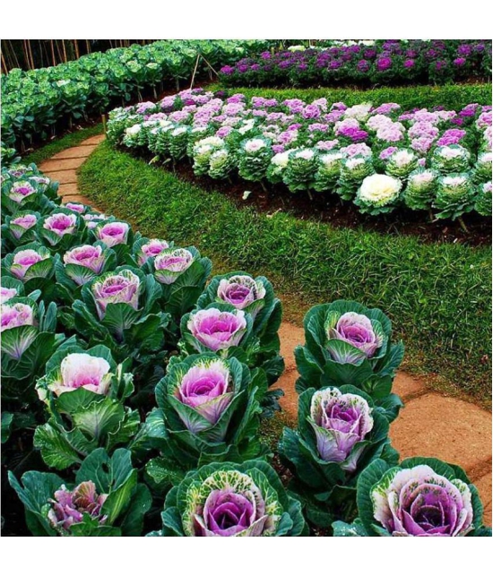 Flowering Kale Seeds Pack Of 30 Seeds