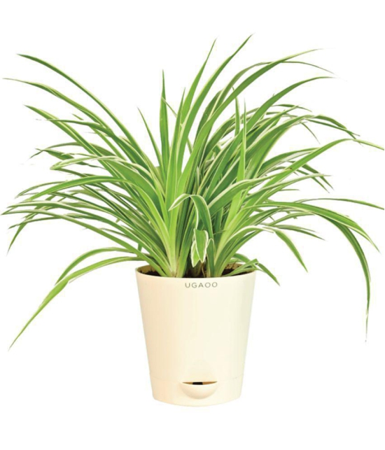 UGAOO Spider Indoor Live Plant - Medium