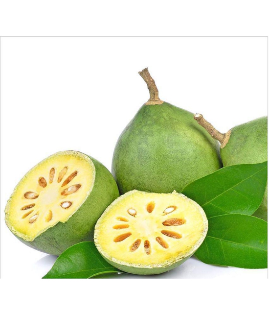 Bel Patra/Bel Tree/Bilva Patra/Bael/Bel Pathar Fruit Plant Pot 20 seeds