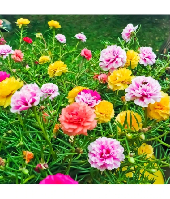 Portulaca Grandiflora Double Mix Flower Seeds - Pack of 30 Seeds