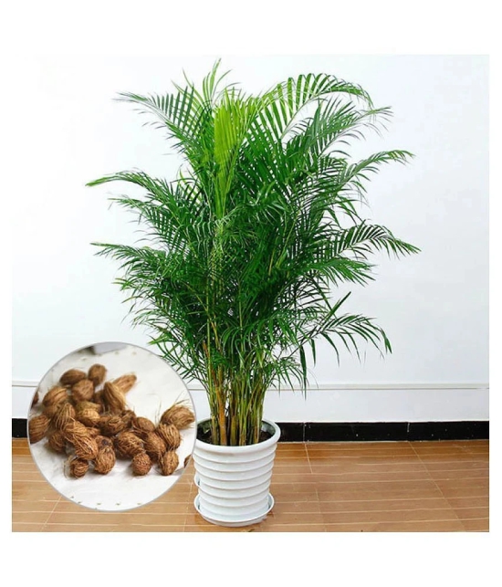 Areca palm plant seed ( 10 seed ) for home gardeing use indoor and outdoor with cocoopeat free with user manual.