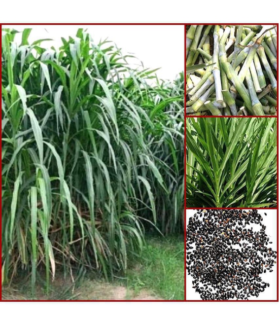 SUPER NAPIER GRASS Seed (APPROX 500 SEEDS per packet)