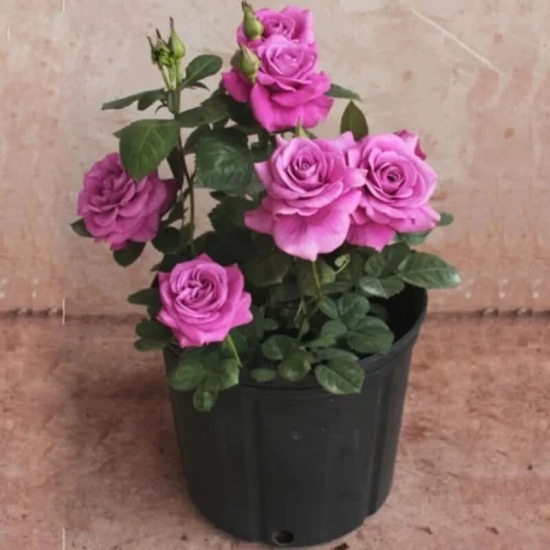 Hybrid Grafted Rose Flower  Plant