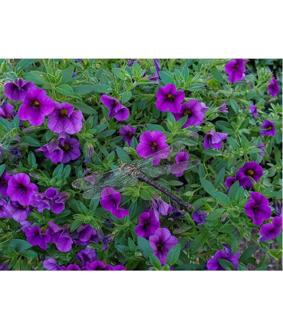 homeagro - Petunia Mixed Flower ( 50 Seeds )