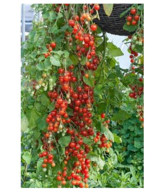 Cheery climbing tomato seeds