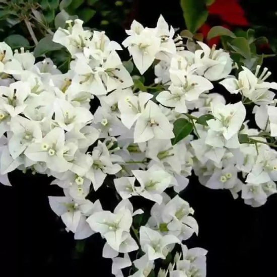 Hybrid Bougainvillea (White) -Flower Plant