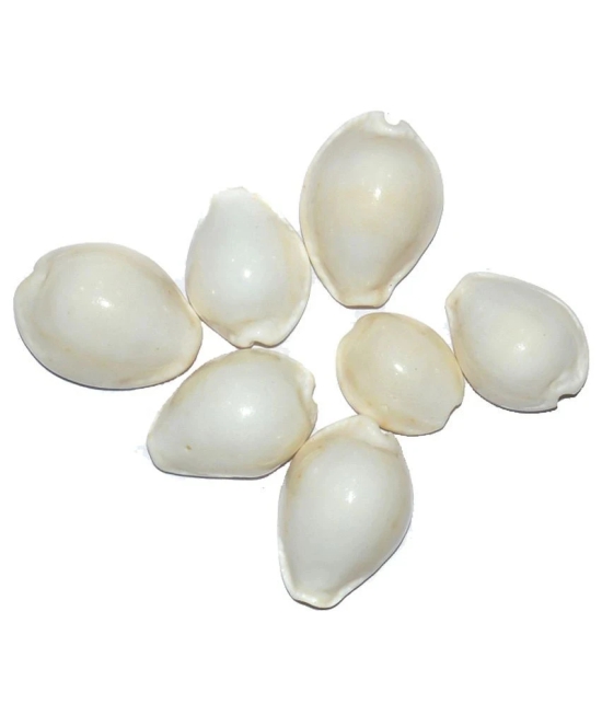 Aksaya Marketing Marble White Kodi Shell - Pack of 7