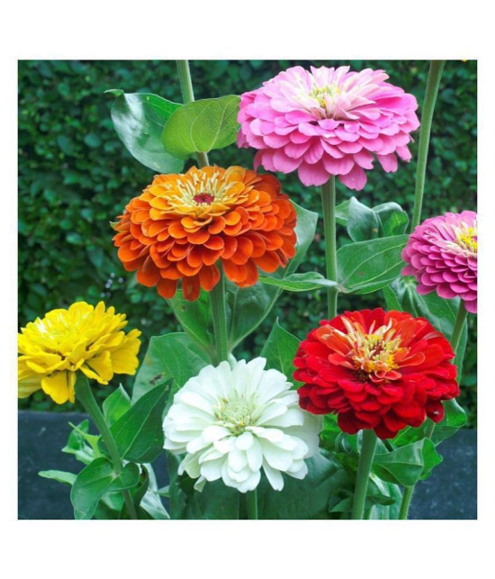 Zinnia Mixed flower seeds Pack of 25 seeds