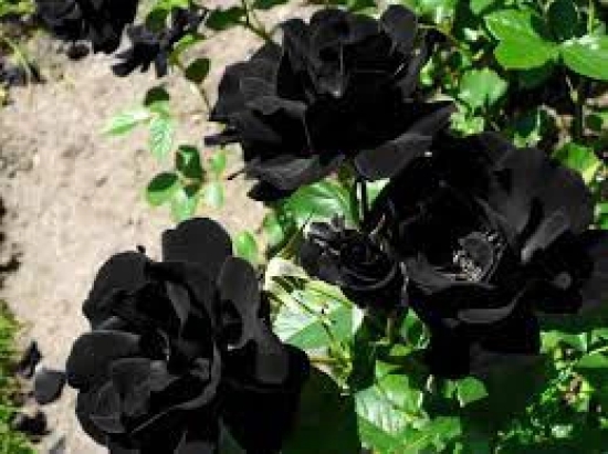 Black Rose Grafting Flower Plant