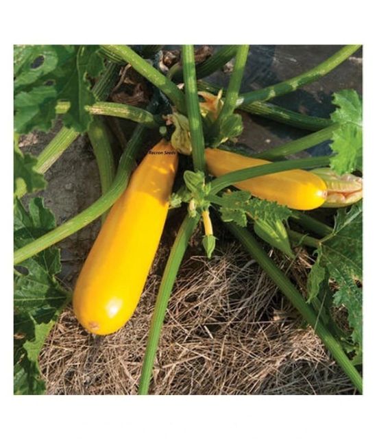 Yellow Long Zucchini Summer Squash Seeds, Courgette, Marrow, Gourd Vegetables Seeds 10