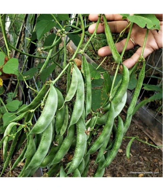 Flat green beans pack of 30 seeds