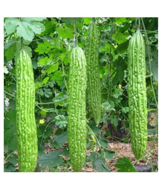 15 Seeds of High Yield Bitter Gourd Pali F1 Hybrid Green Long for Terrace Balcony Kitchen Poly House Gardening