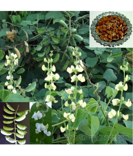 Flat grean beans pack of 30 seeds