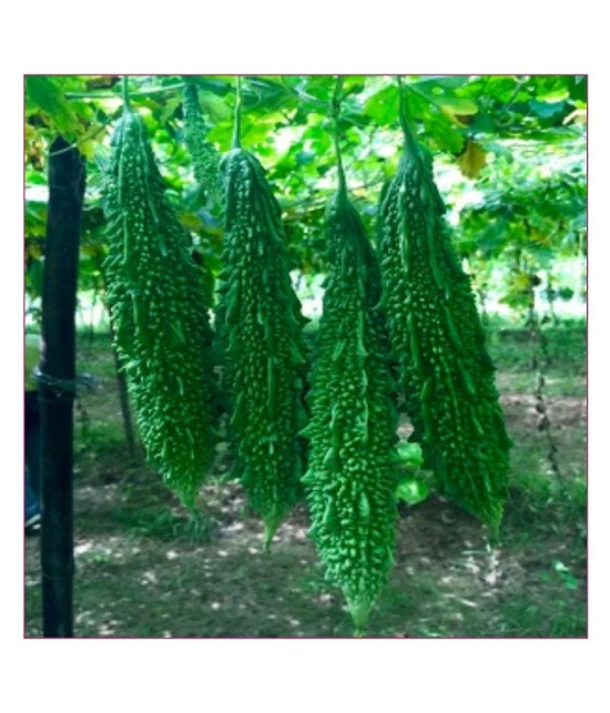 Recron Seeds Bitter Gourd Vegetable ( 15 Seeds )