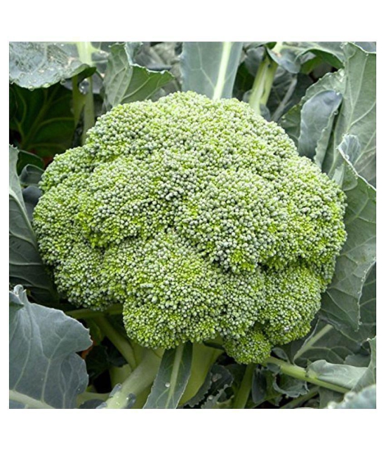 Purna Organics Naturally Treated Organic Broccoli Seeds (20 seeds) with cocopeat