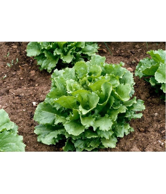 Recron Seeds Lettuce Vegetable ( 100 Seeds )