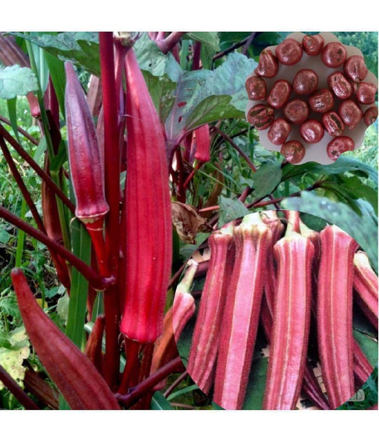 homeagro - Lady Finger Vegetable ( 50 Seeds )