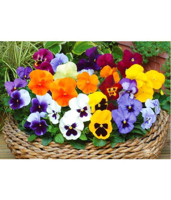 CLASSIC GREEN EARTH - Pansy Flower ( 100 Seeds )