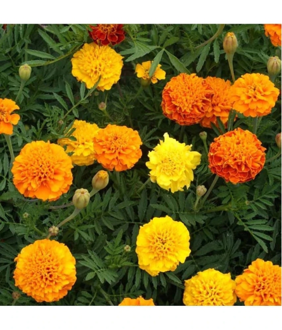 HN organic seed - Marigold Flower ( 50 Seeds )