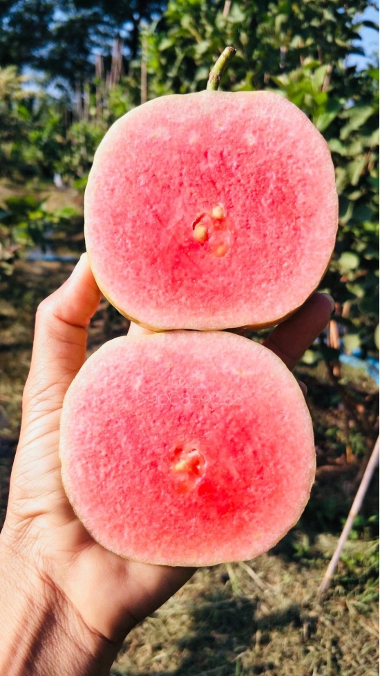 Red Dimond Guava Fruit  Plant