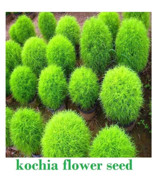 homeagro Kochia Bush Green Flower ( 20 - seed )Special for Home and Balcony Gardening