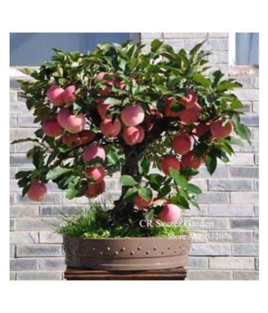 Apple Hazaratbali Variety Fruit Seed Plant For Indoor