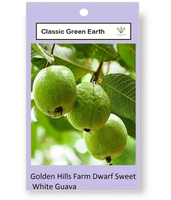 CLASSIC GREEN EARTH - Guava Fruit ( 150 Seeds )