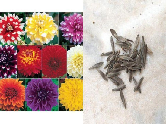 Azalea gardens  Mixed  Dahlia Flower  seeds  25  seeds  pack