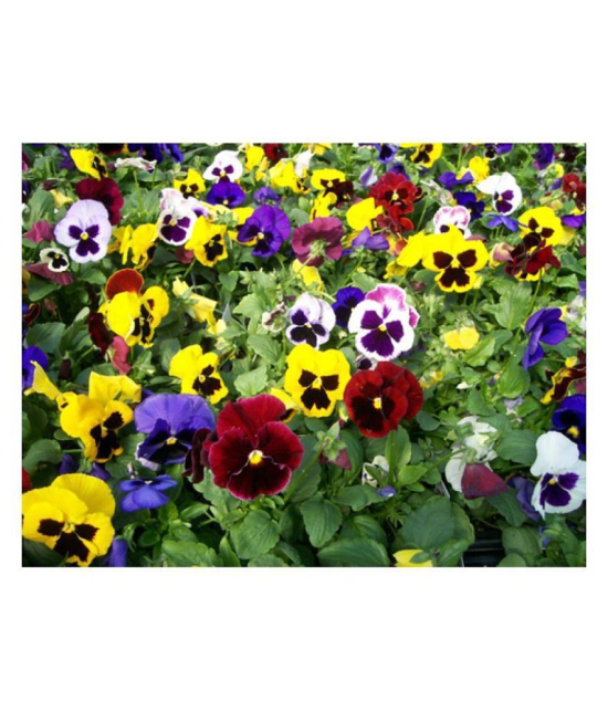 Pansy Doule Full mixed Plant Roof Garden 50 seeds with cocopeat