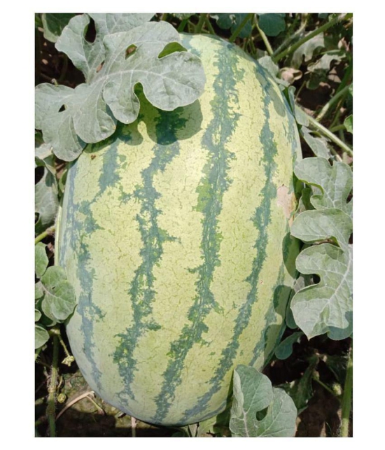 Iris Hybrid Fruit Seeds Watermelon with Instruction Manual