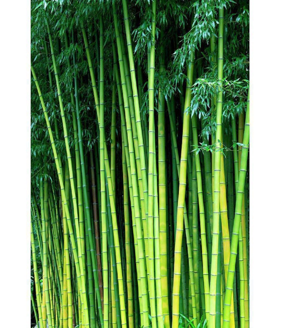 MALE BAMBOO SEEDS (CALCUTTA BAMBOO, SOLID BAMBOO) For Home Garden, Live Fencing, Natural Shadow, Prevent Air Pollution (Plant Seed Pack) 50 seeds