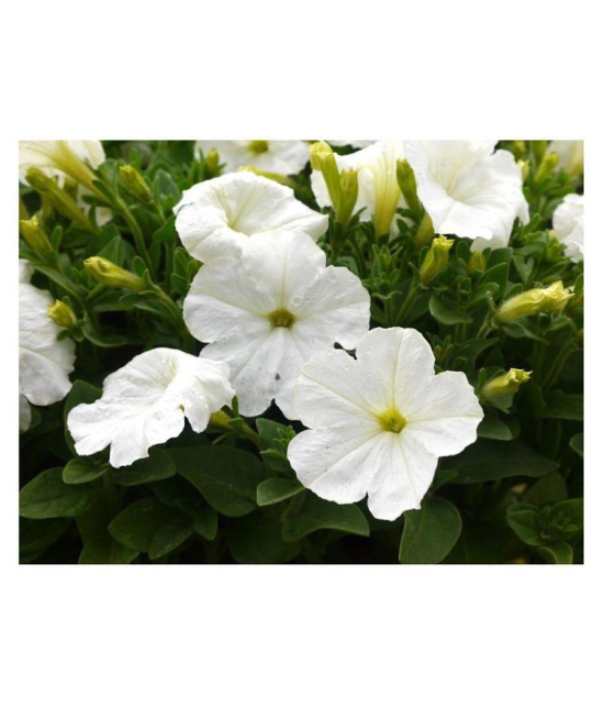 white Petunia Variety Flower Seeds,Rarest Variety - Garden Flower Seeds Pack 100 seeds