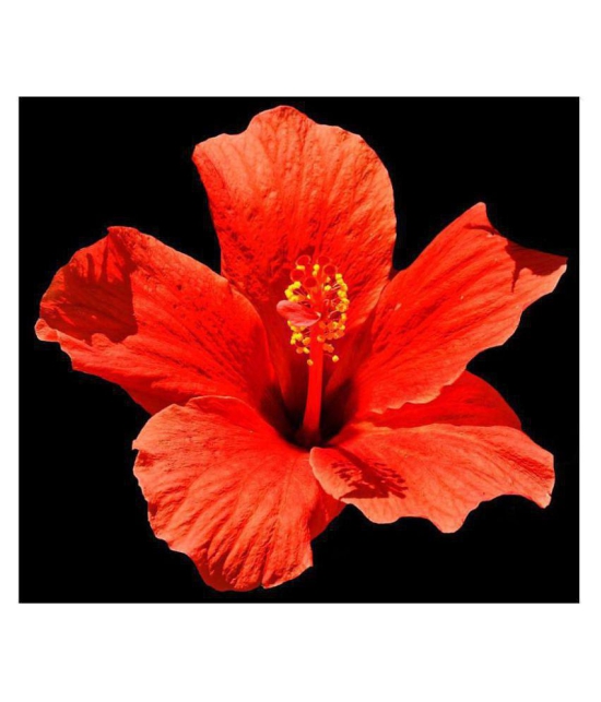 Red Hibiscus Flower Seeds