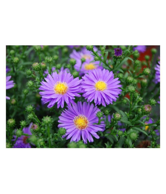 Combo of Aster Flower & Sweet William Flower_ 50 Seeds of each | With Growing Cocopeat