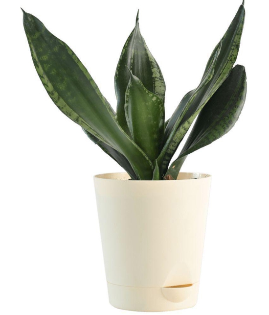 UGAOO Sansevieria Whitney - Snake Succulent Live Plant with Pot