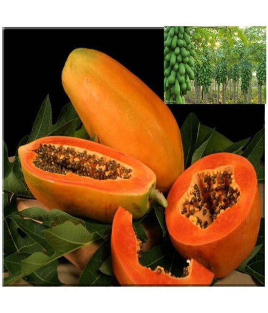 Sweet Desi papaya 100 seeds high germination seeds for gardening use iwith user manual