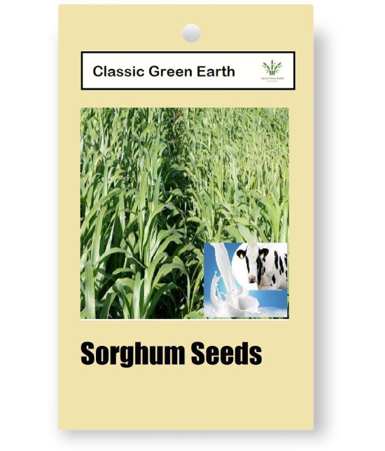 CLASSIC GREEN EARTH - Grass Seeds ( JUMBOO GRASS SEEDS 1000 SEEDS )