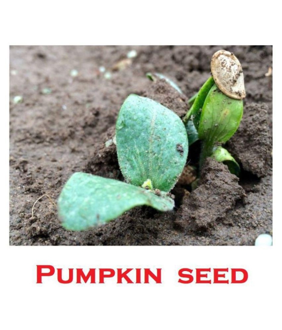 Hybrid Pumpkin Seeds ( 20 Seeds)