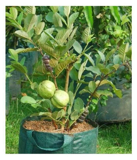 WHITE GUAVA 100 SEEDS PACK WITH COCOPEAT AND MANUAL