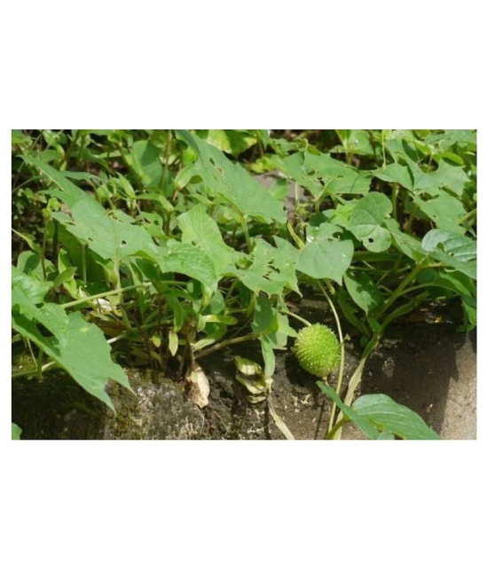 Kantola Seed (Teasle gourd) | Pack of 20 Seeds