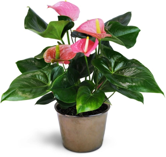 Pink Anthurium Flower Plant