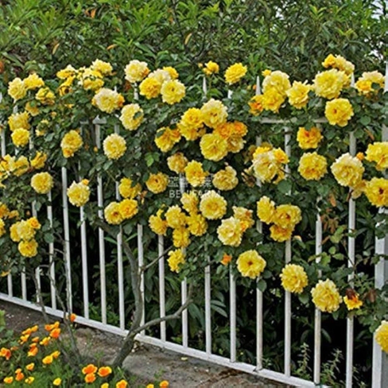 Climbing Rose Flower Plants (Yellow )