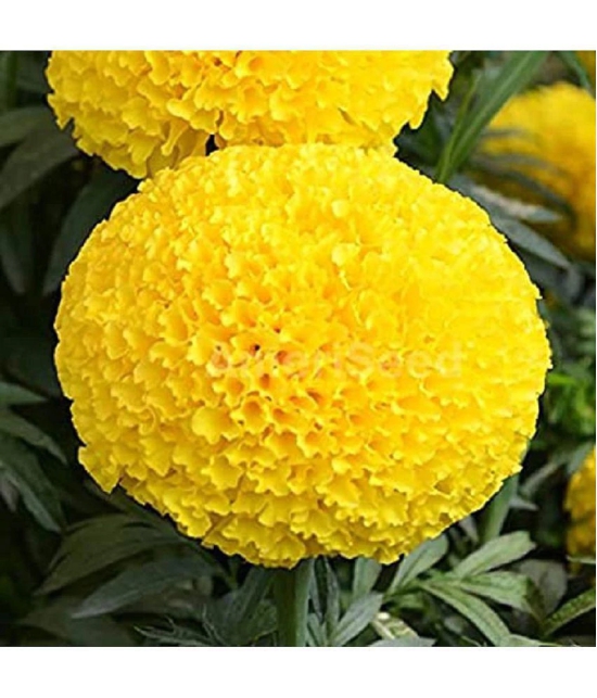 MARIGOLD AFRICAN HY YELLOW FLOWER SEEDS (30SEEDS)